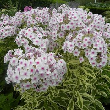 Флокс Phlox paniculata ‘Nora Leigh’